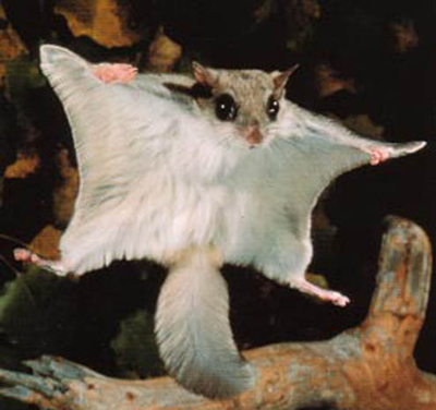 Flying Squirrel Trapping and Removal